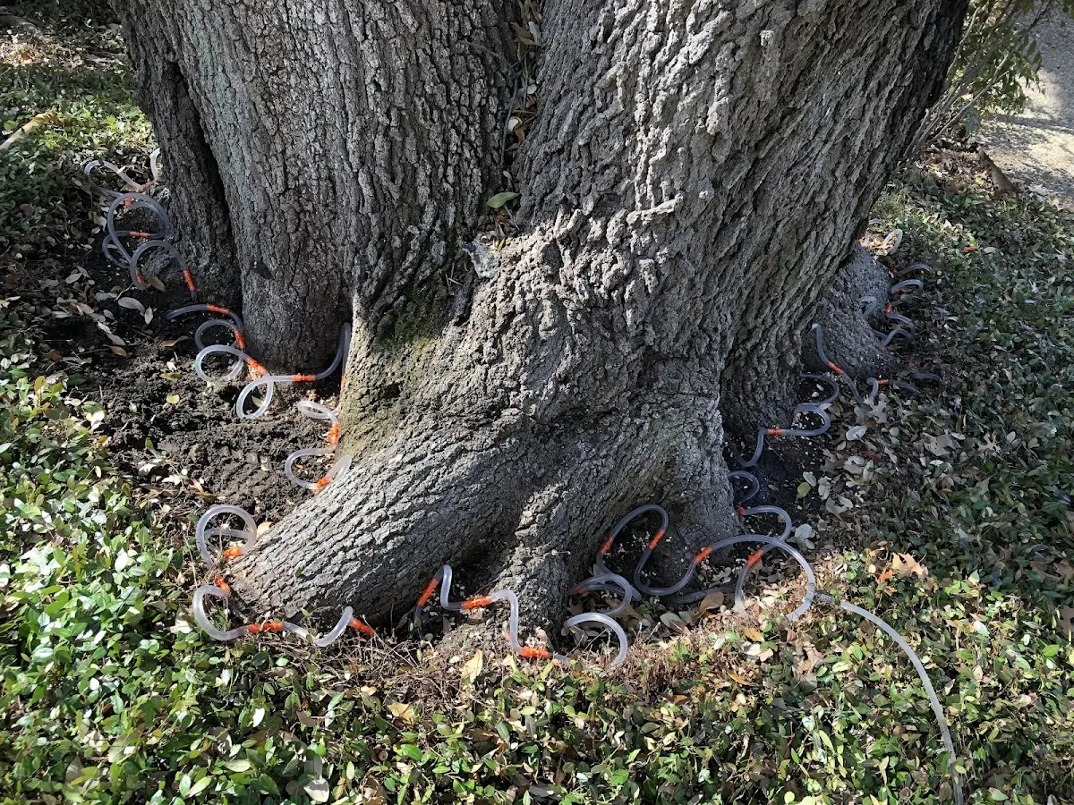 Detailed Tree Cabling and Bracing job site in Ullin